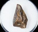 Ceratopsid Tooth - Judith River #17647-1